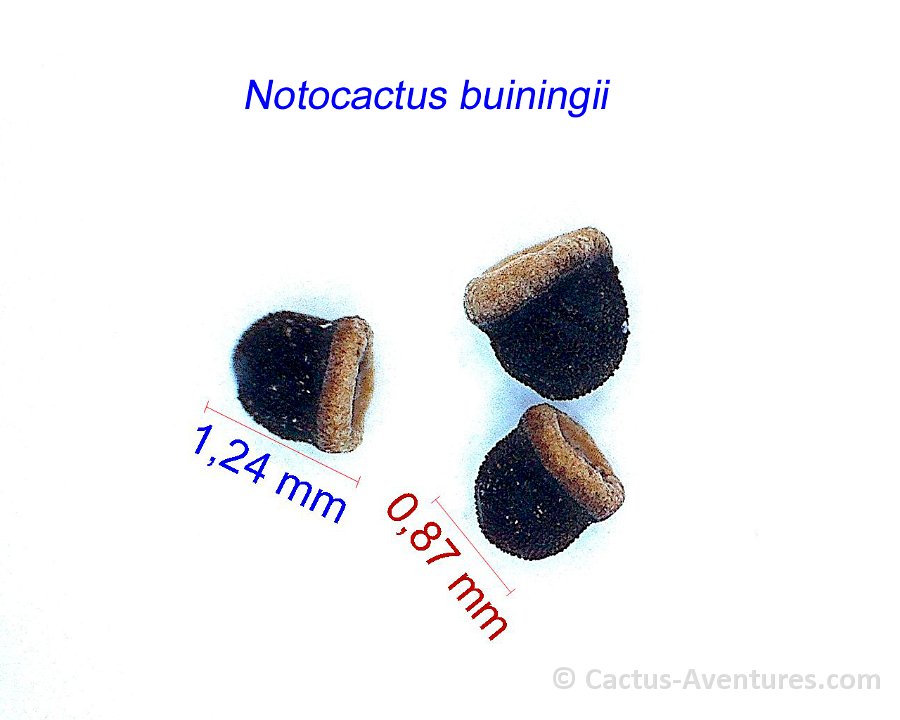 Notocactus buiningii  PR